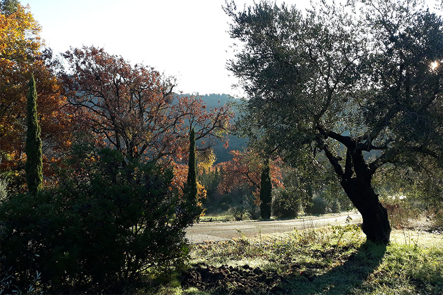 view of trees