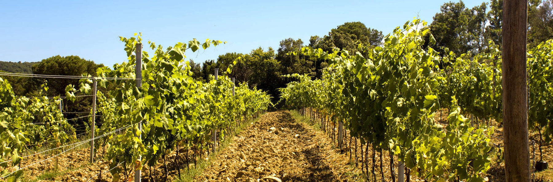Slider de imagenes - Plantaciones